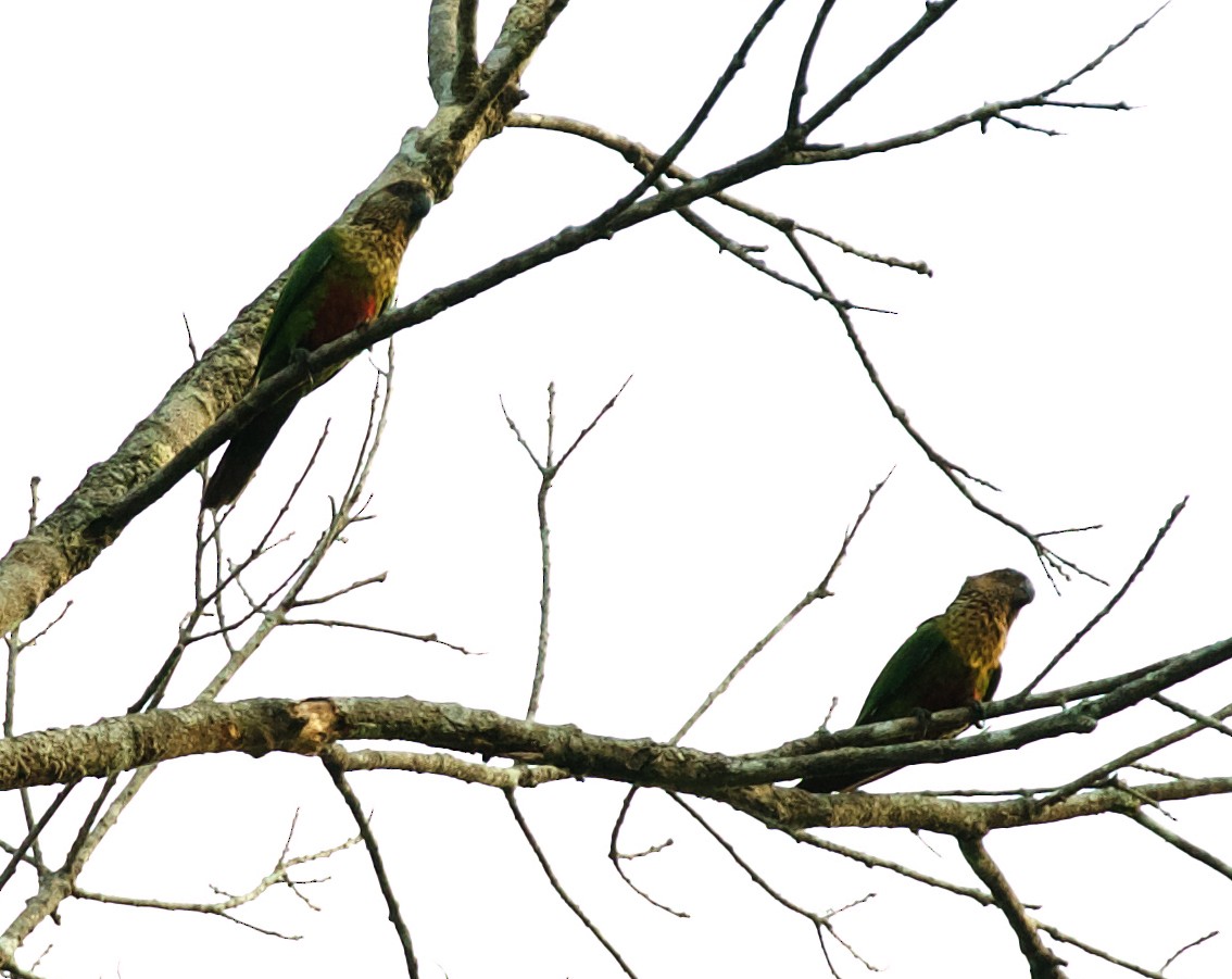 Santarem Parakeet - ML492878831