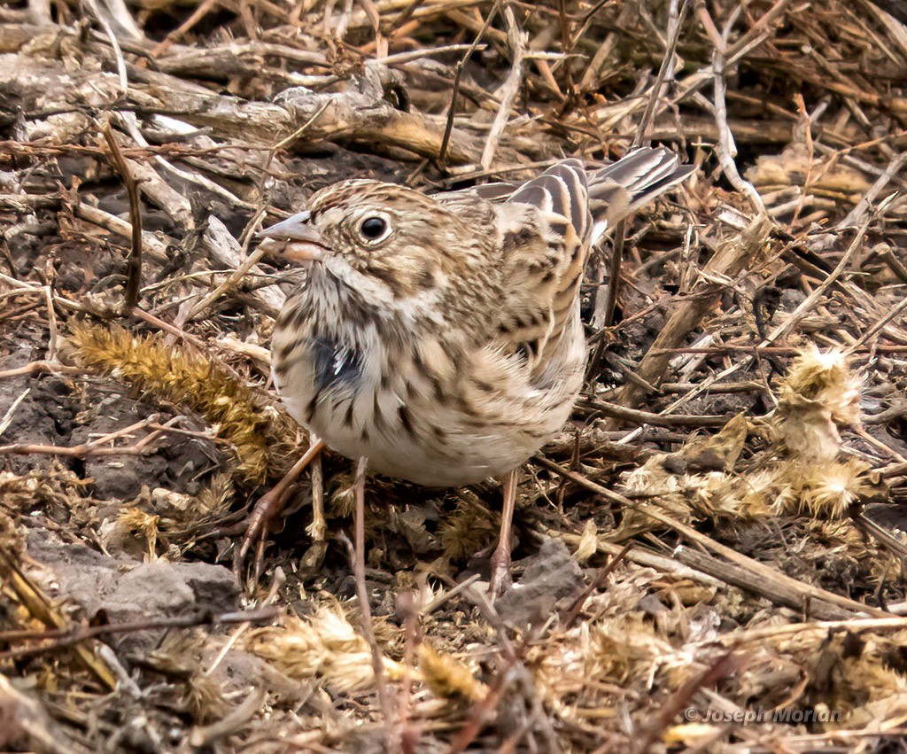 Vesper Sparrow - ML492878921