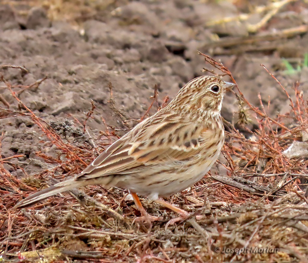 Vesper Sparrow - ML492878951