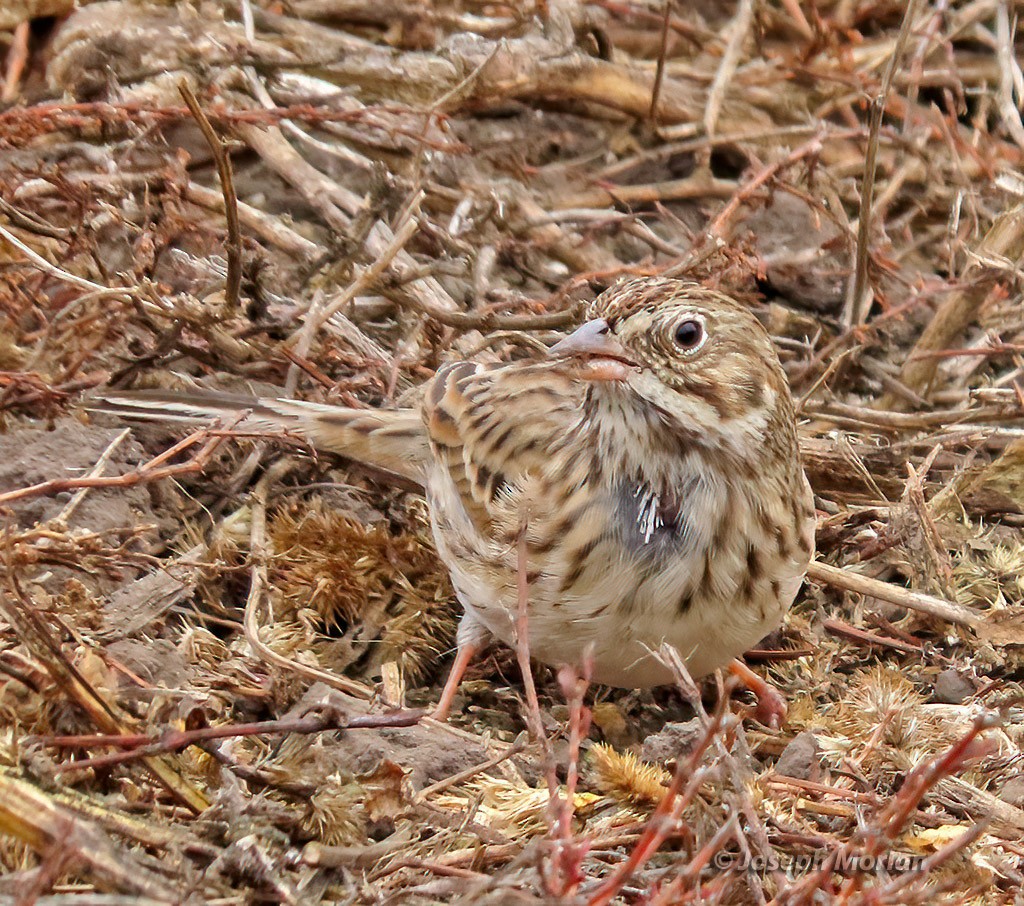 Vesper Sparrow - ML492878971