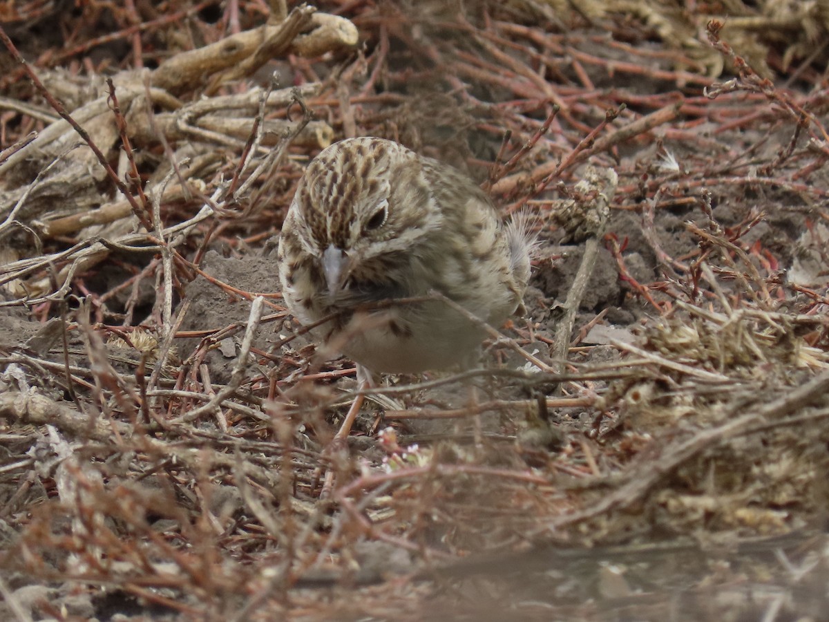 Vesper Sparrow - ML492879631