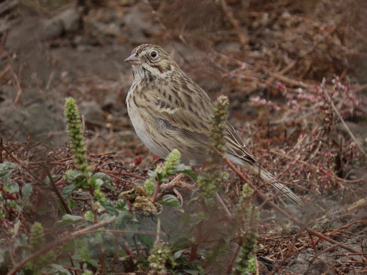 Vesper Sparrow - ML492879651