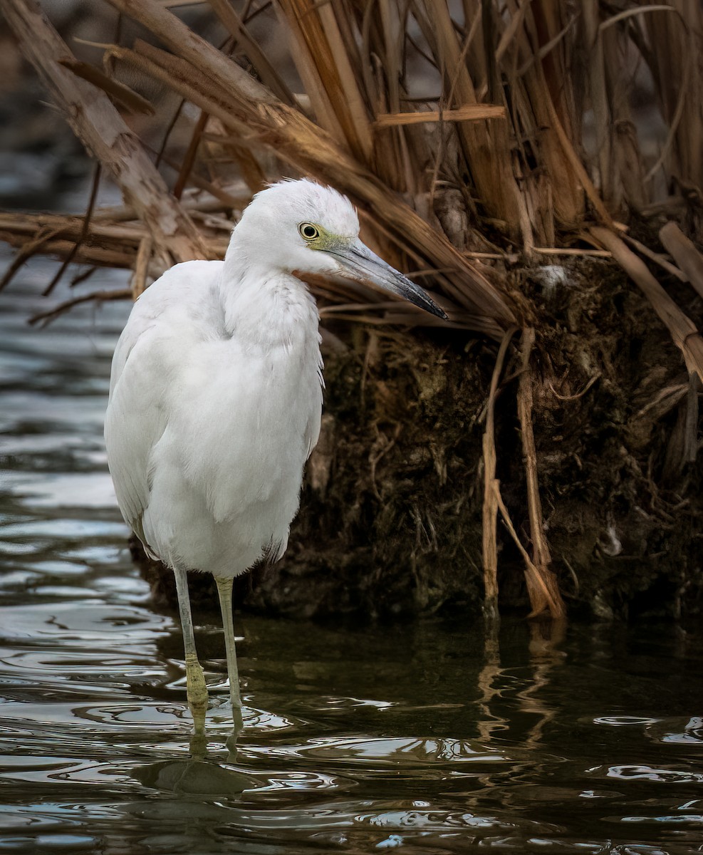 Little Blue Heron - ML492881831