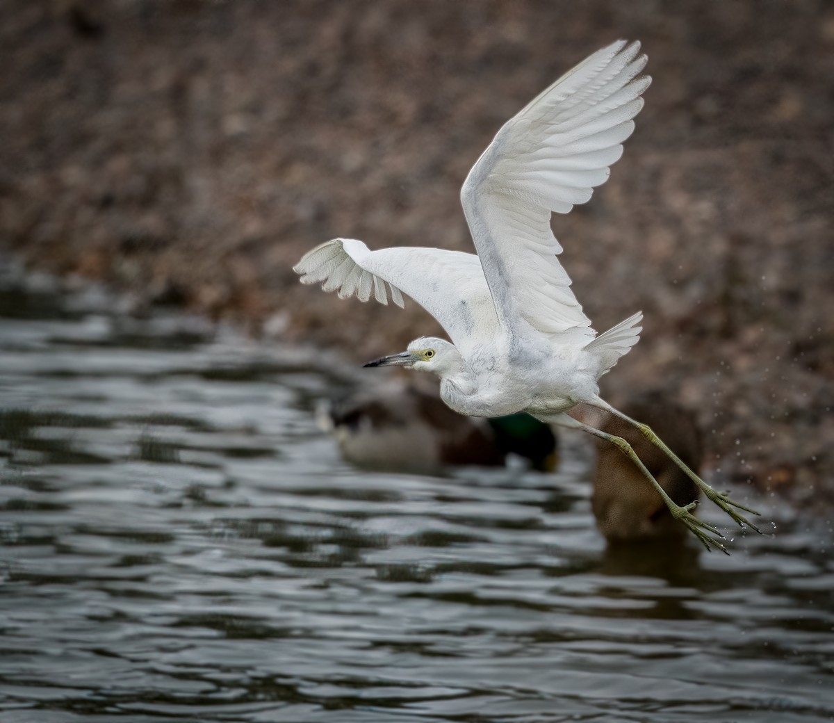 Little Blue Heron - ML492881901