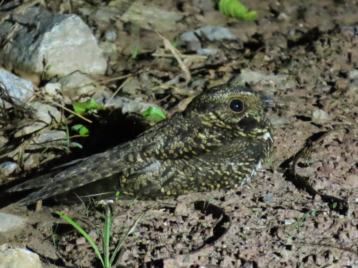 Spot-tailed Nightjar - ML492882681