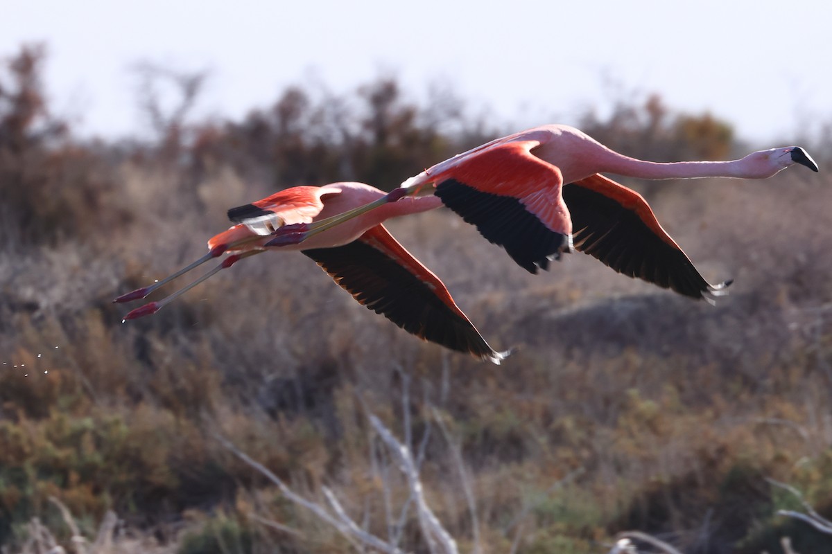 Chilean Flamingo - Robert Hagen