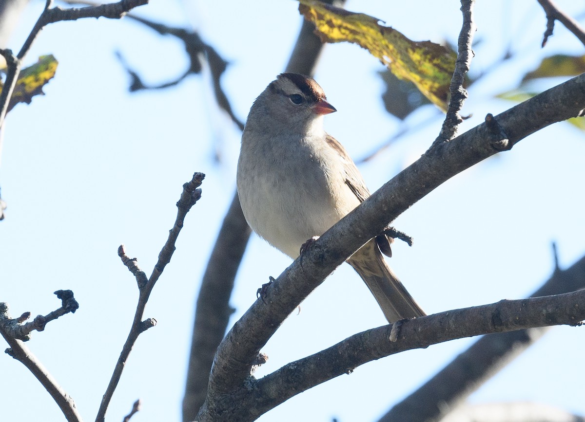 White-crowned Sparrow - ML492884051