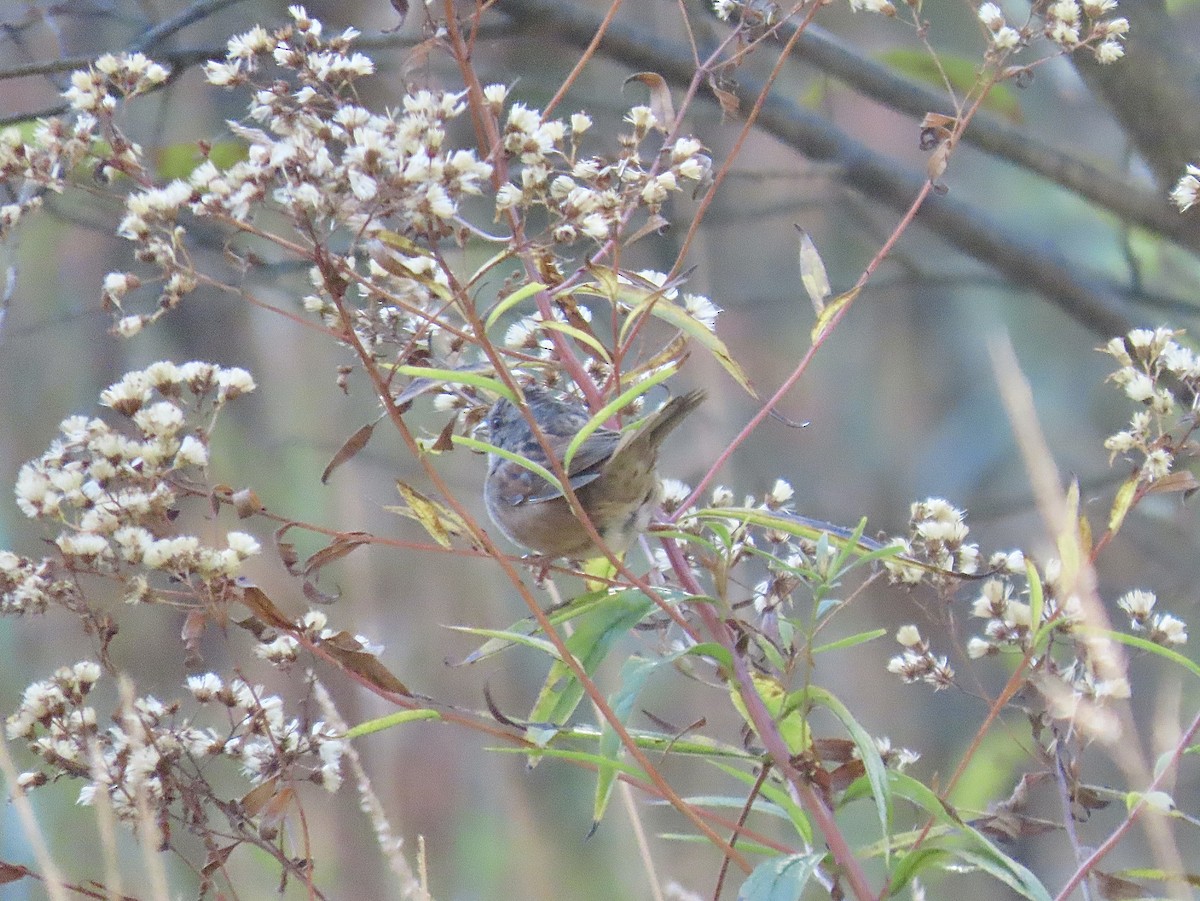 Swamp Sparrow - David Parratt