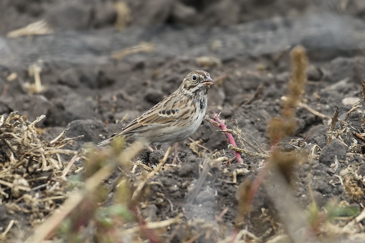 Vesper Sparrow - ML492885311