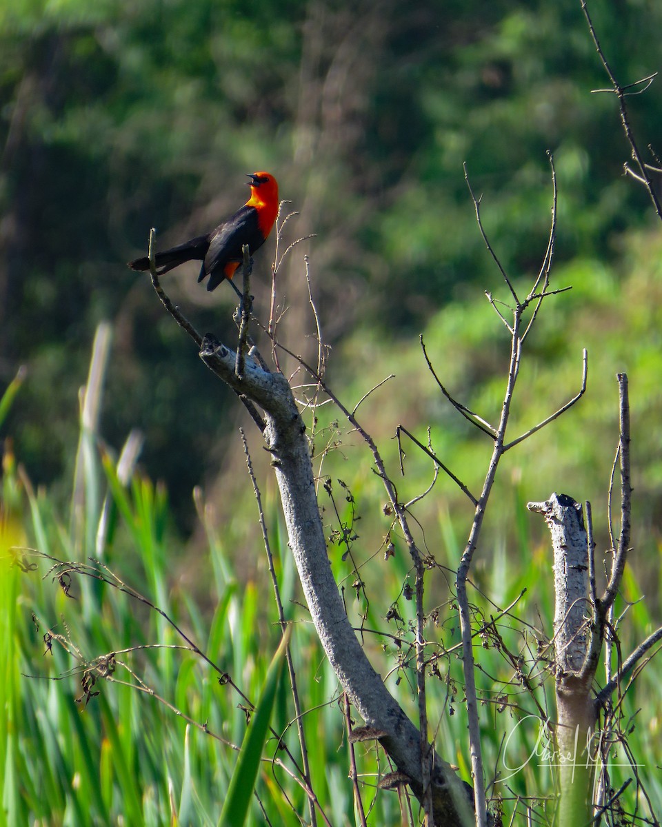 Scarlet-headed Blackbird - ML492885341