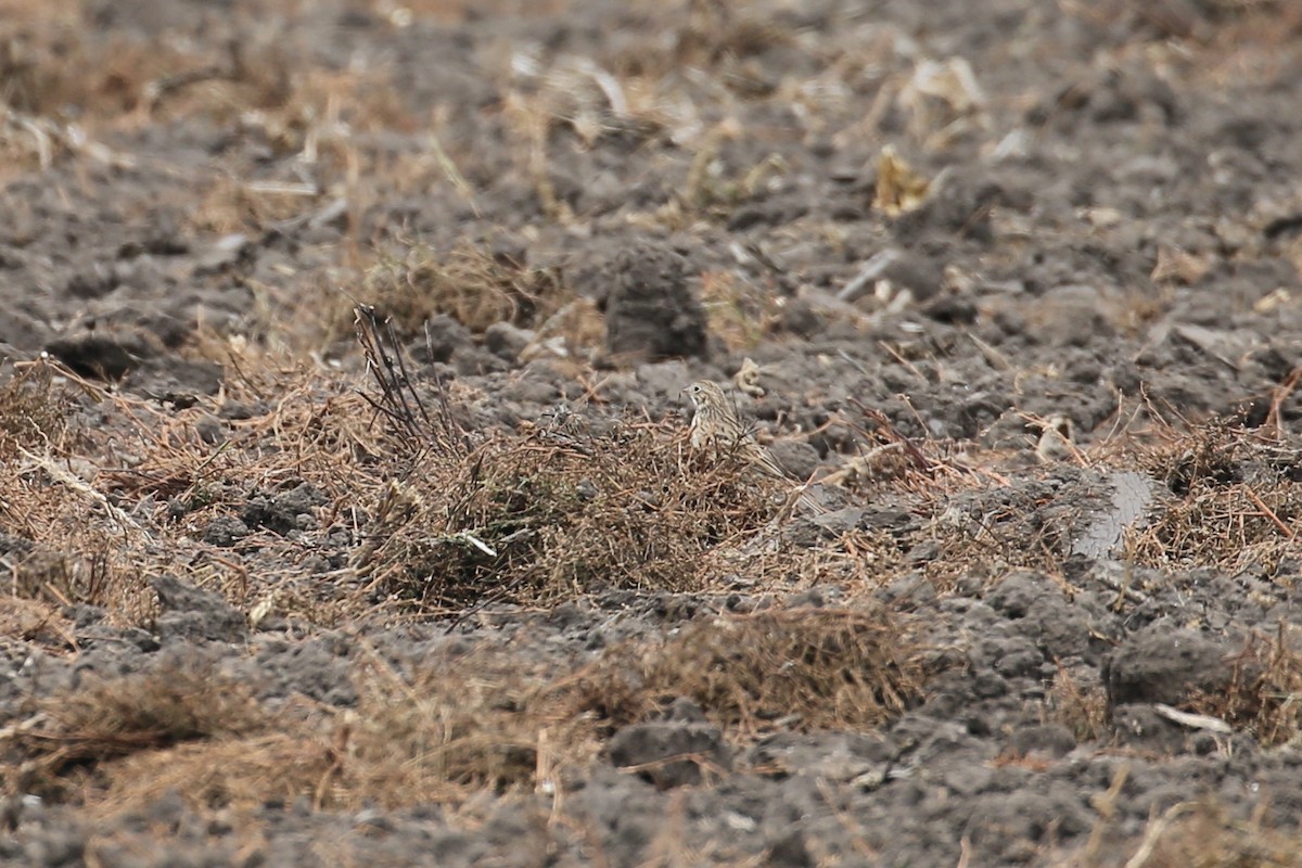 Vesper Sparrow - ML492885491