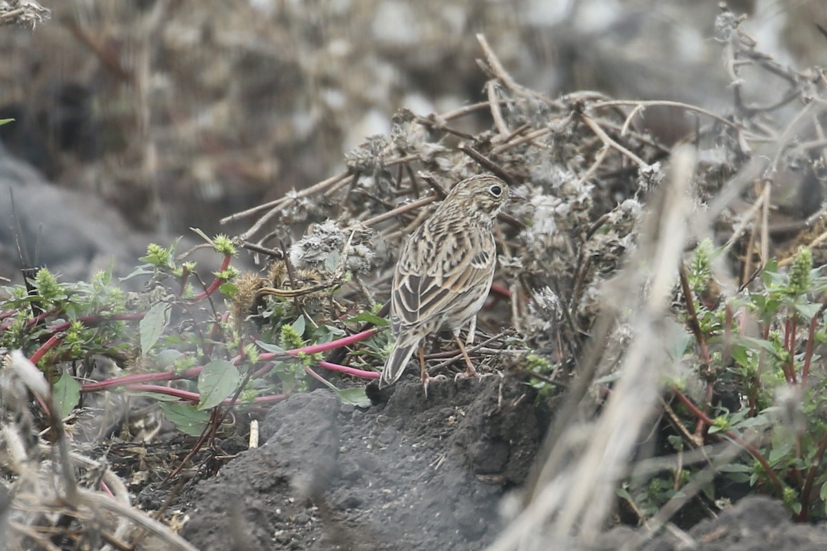 Vesper Sparrow - ML492885511