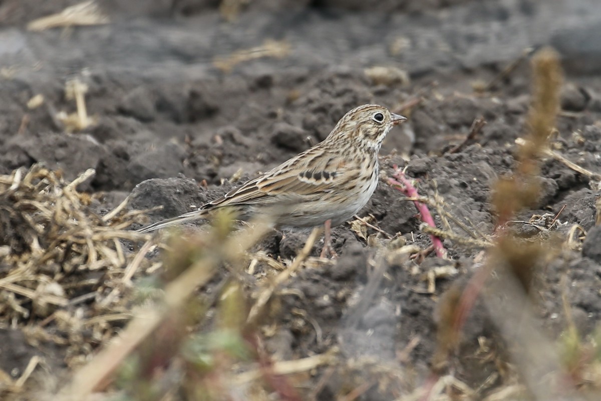 Vesper Sparrow - ML492885521