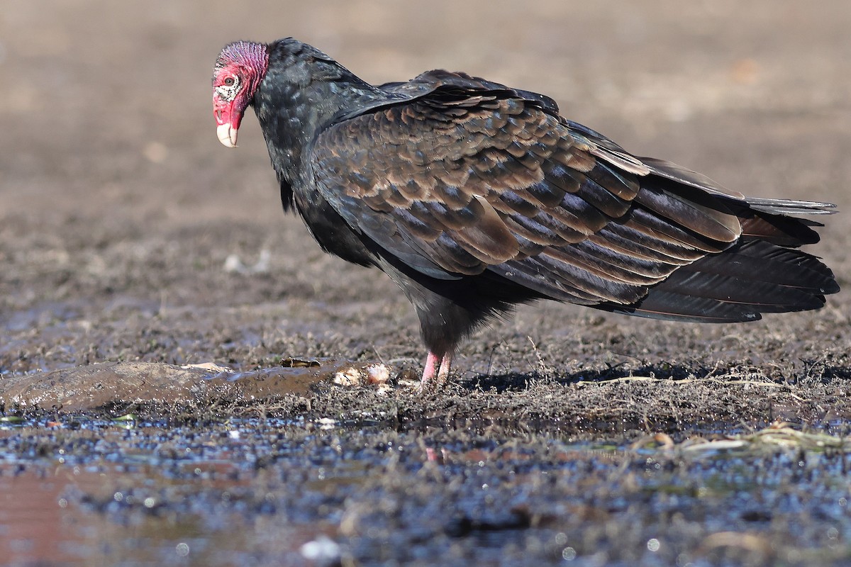 Turkey Vulture - Matthew Brown