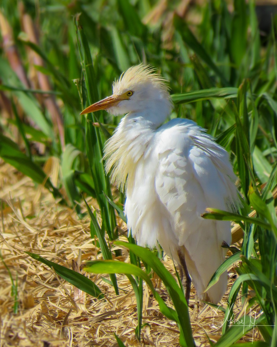 Чапля єгипетська (підвид ibis) - ML492886831