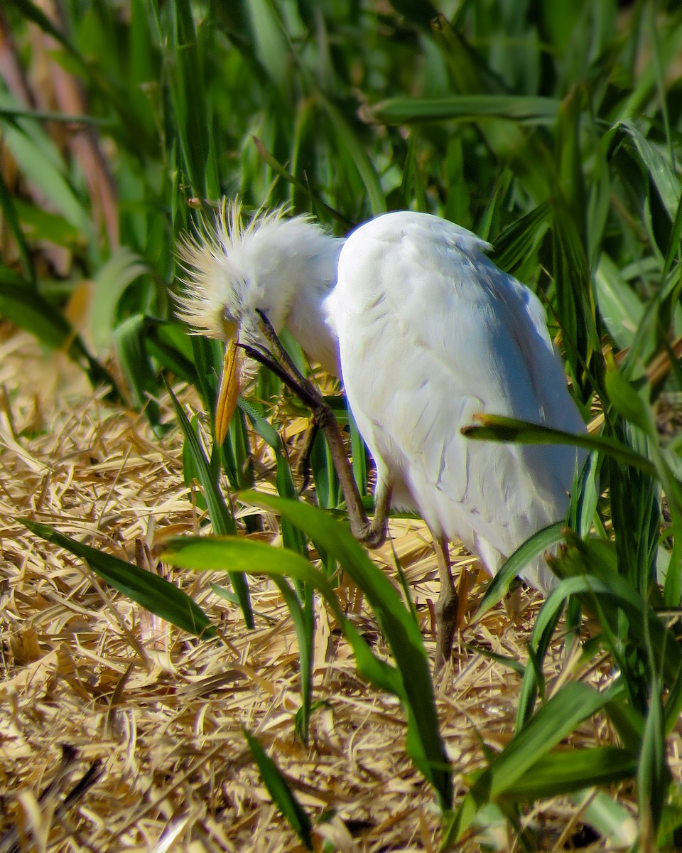 Чапля єгипетська (підвид ibis) - ML492886841