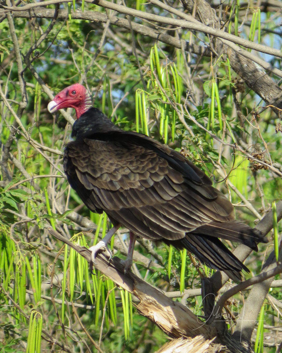 Urubu à tête rouge - ML492887241