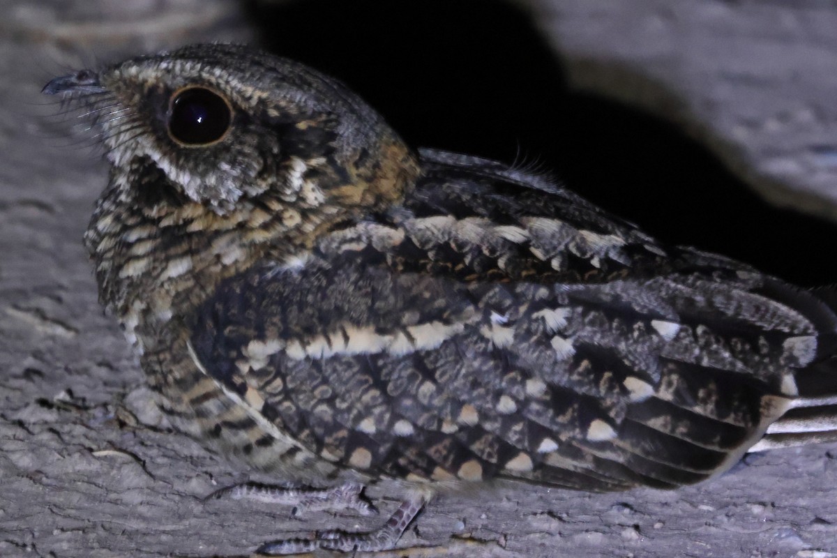 Scissor-tailed Nightjar - ML492887251