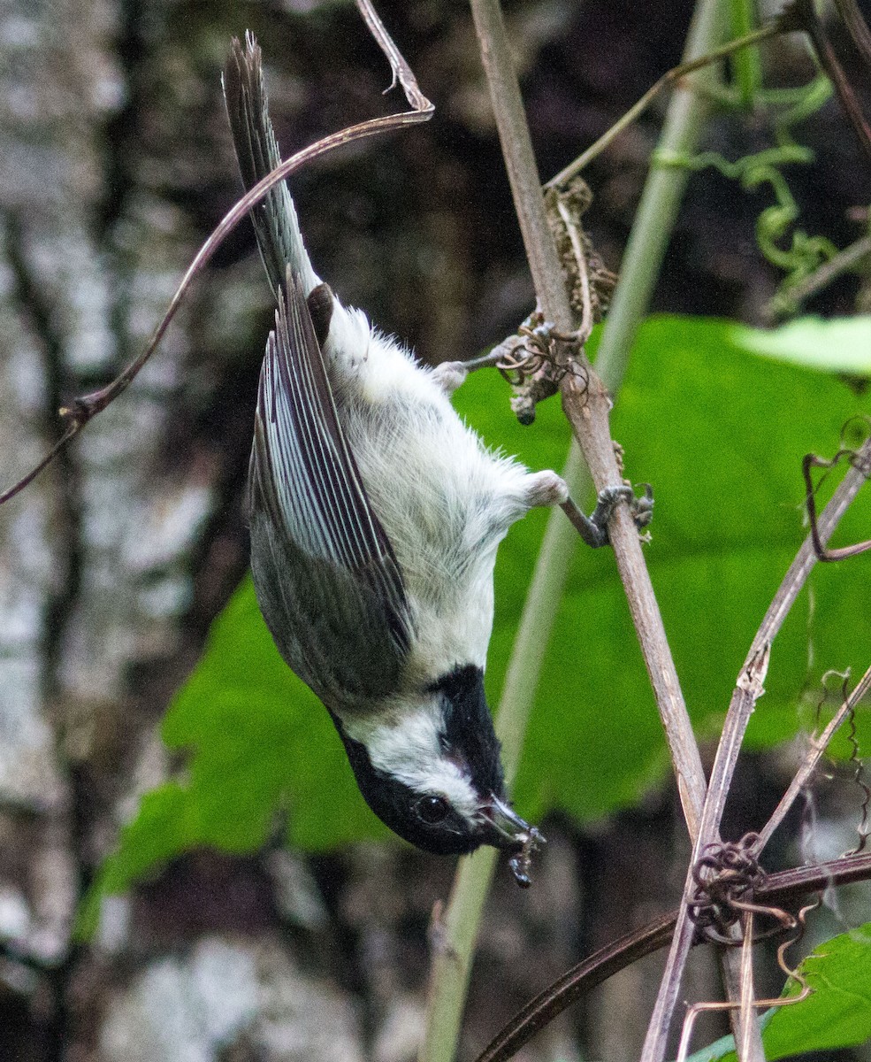 Carolina Chickadee - ML492888321