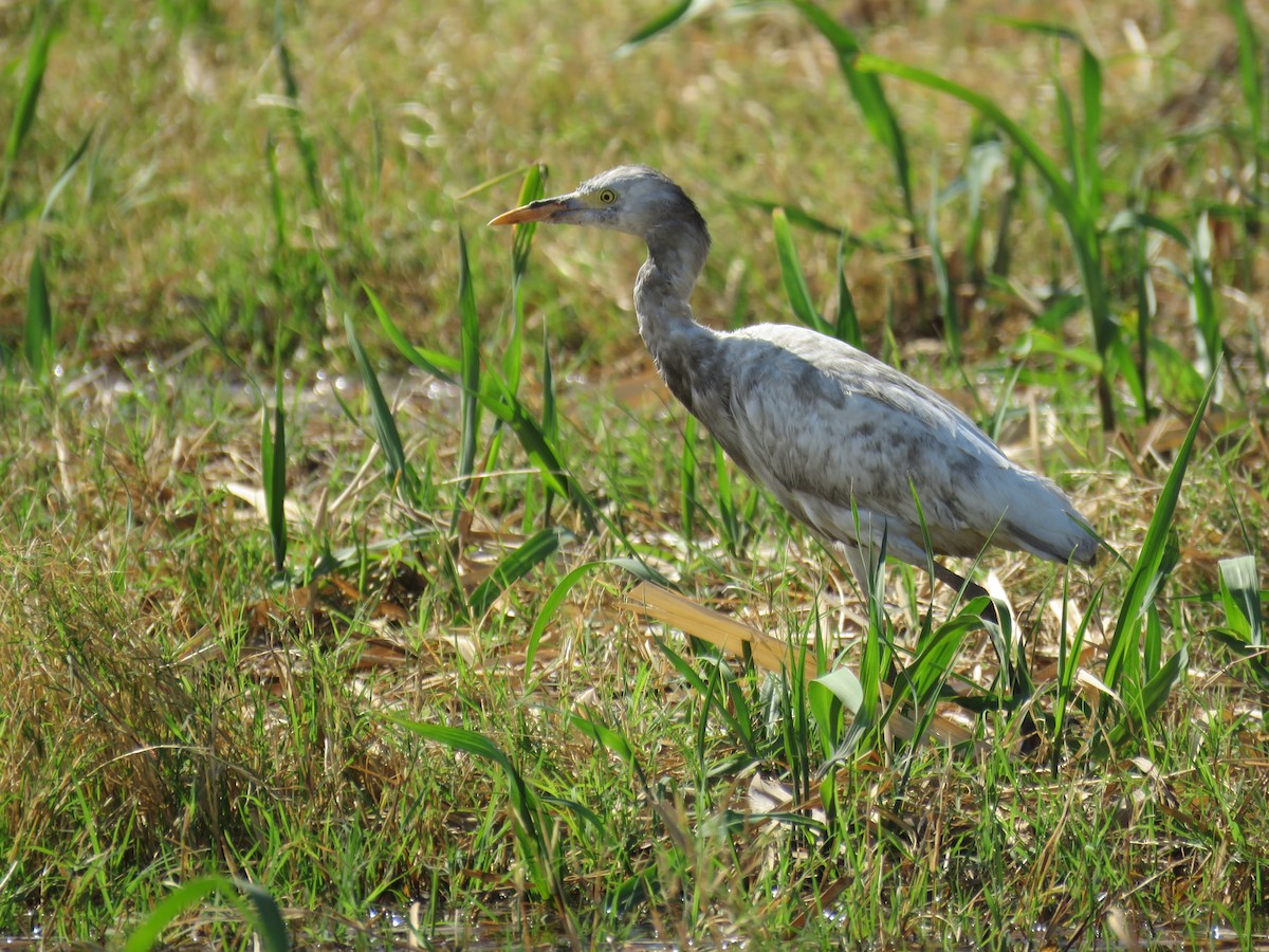 Чапля єгипетська (підвид ibis) - ML492888981