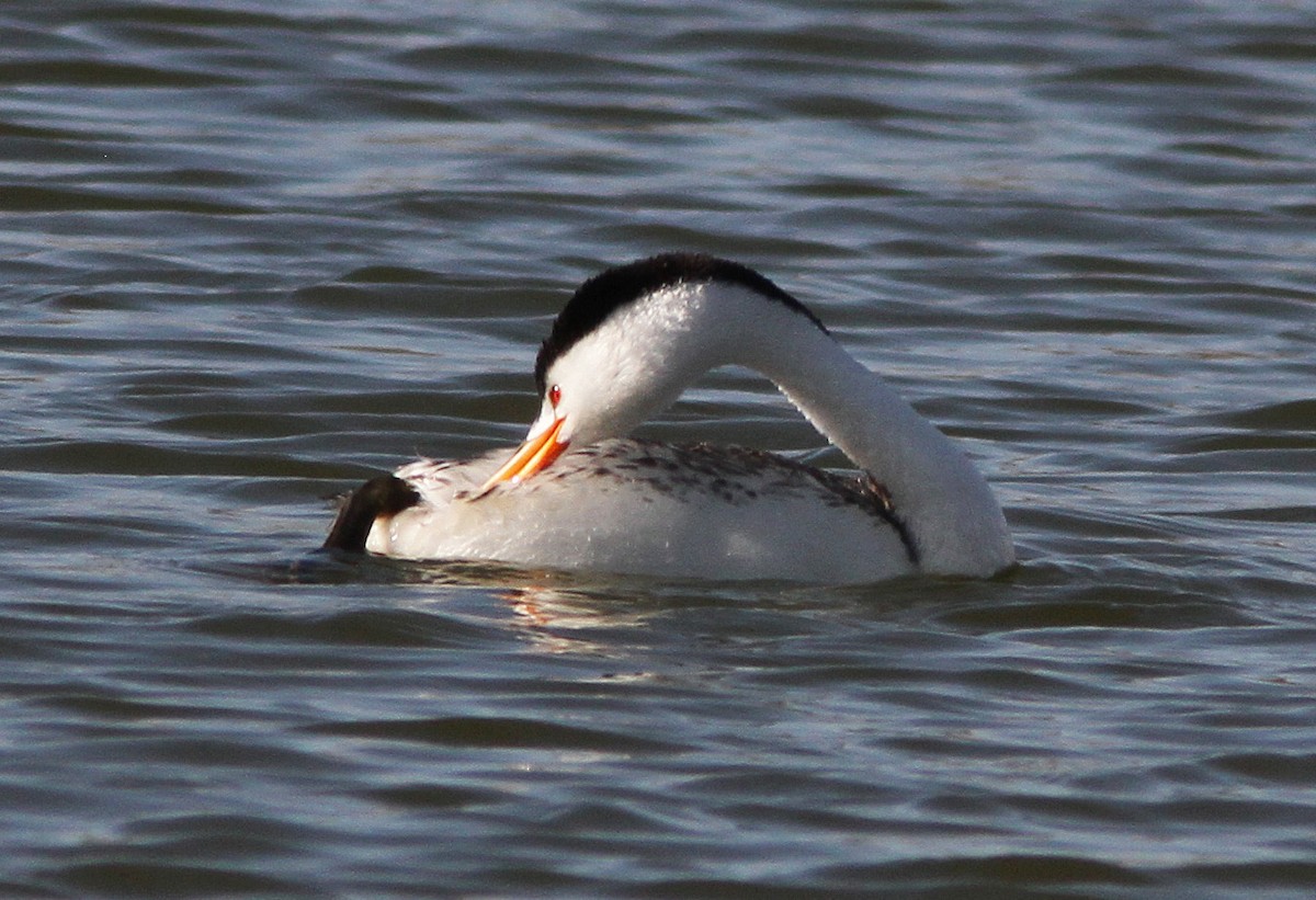 Clark's Grebe - ML49288931