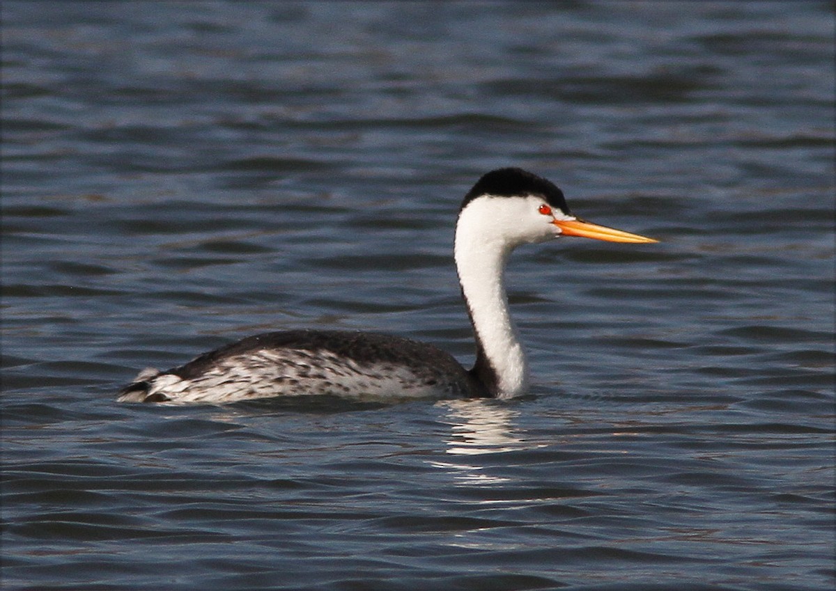 Clark's Grebe - ML49288951