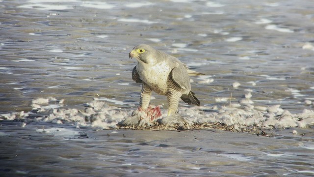 Halcón Peregrino - ML492890101