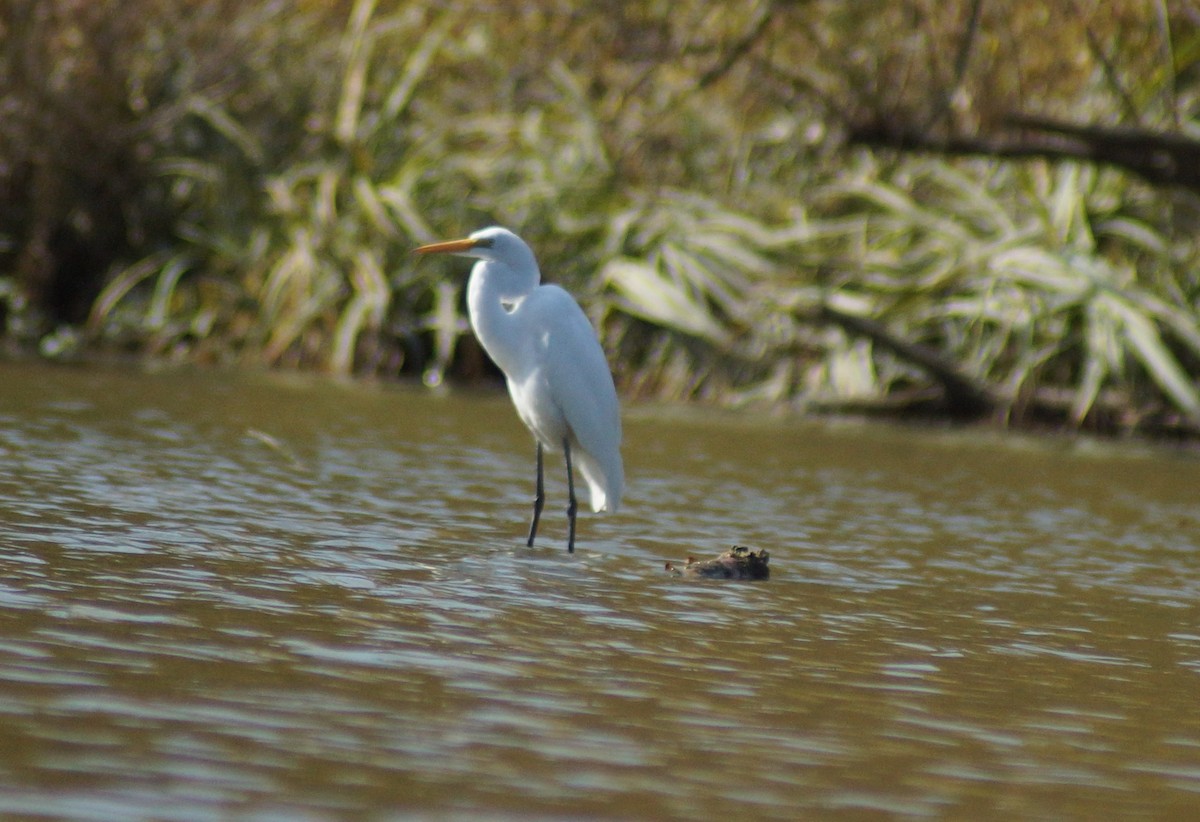 Great Egret - ML492890351