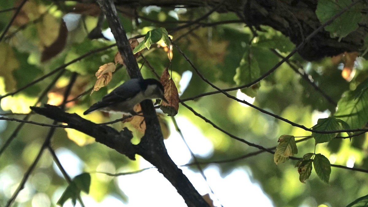 White-breasted Nuthatch - ML492890481