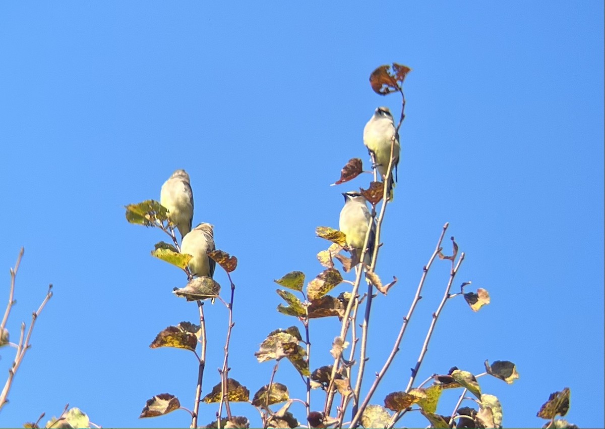 Cedar Waxwing - ML492890941