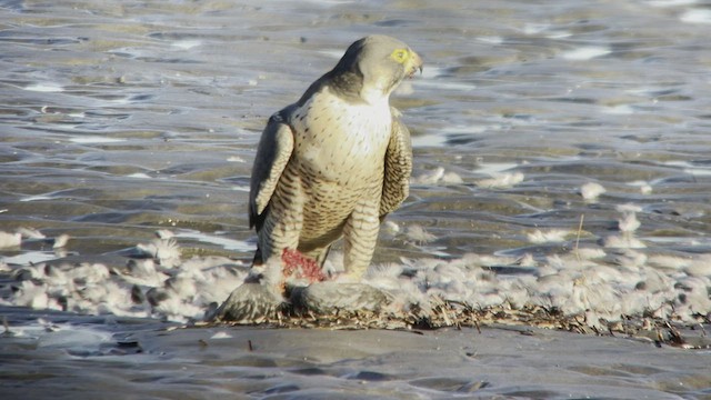 Peregrine Falcon - ML492891221