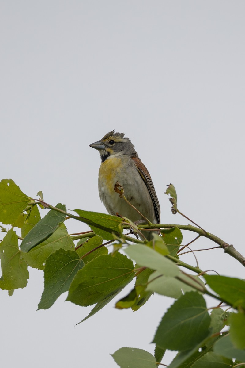 Dickcissel - ML492891301