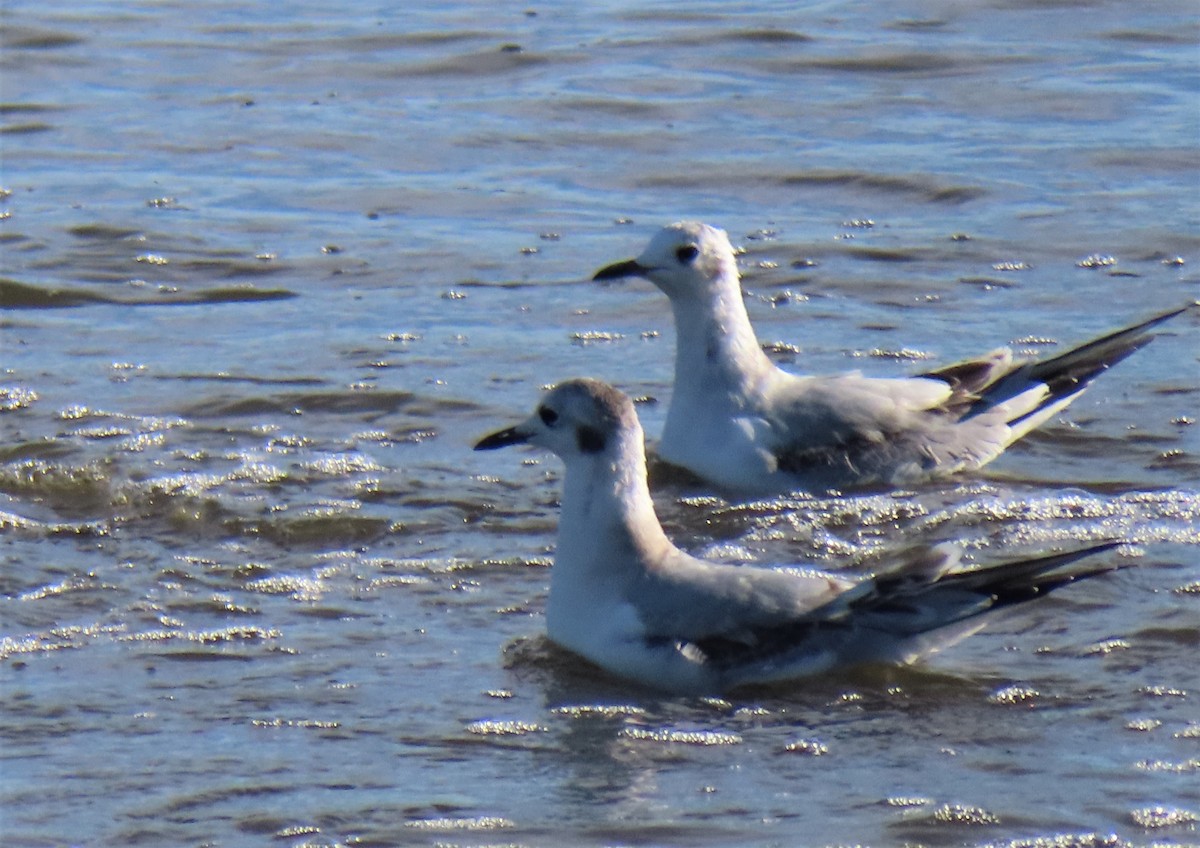 Bonaparte's Gull - ML492892331