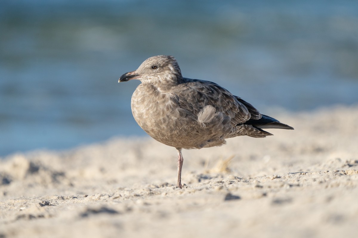 Herring Gull - ML492894251