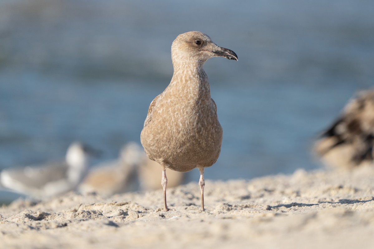 Herring Gull - James Ancona