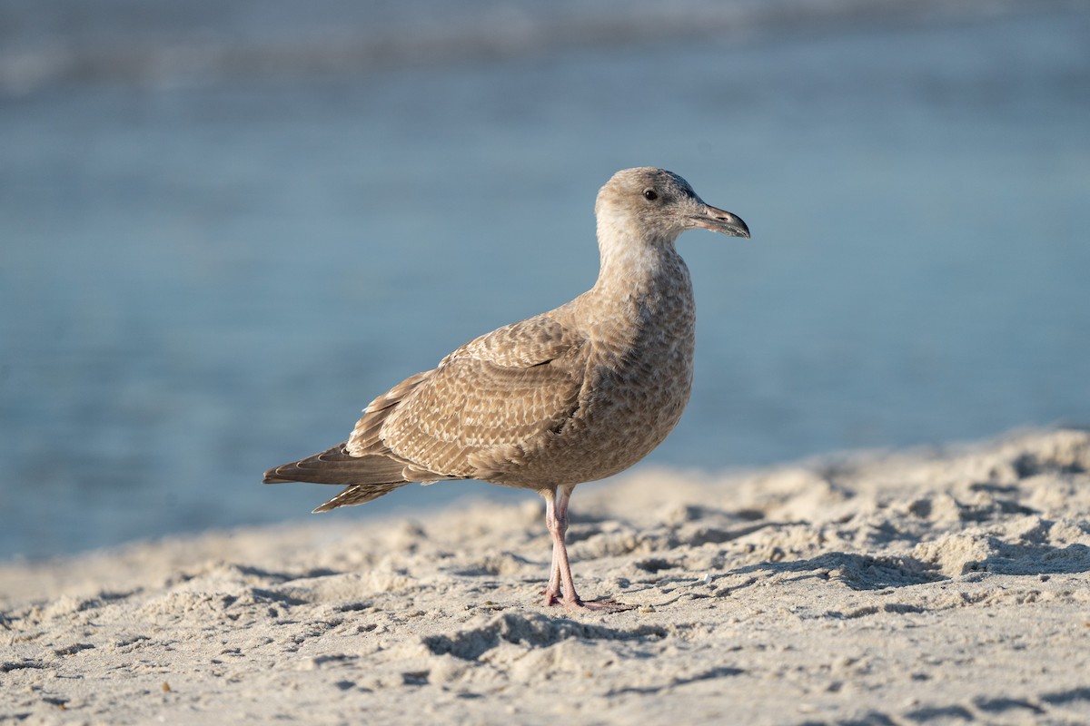 Herring Gull - ML492894311