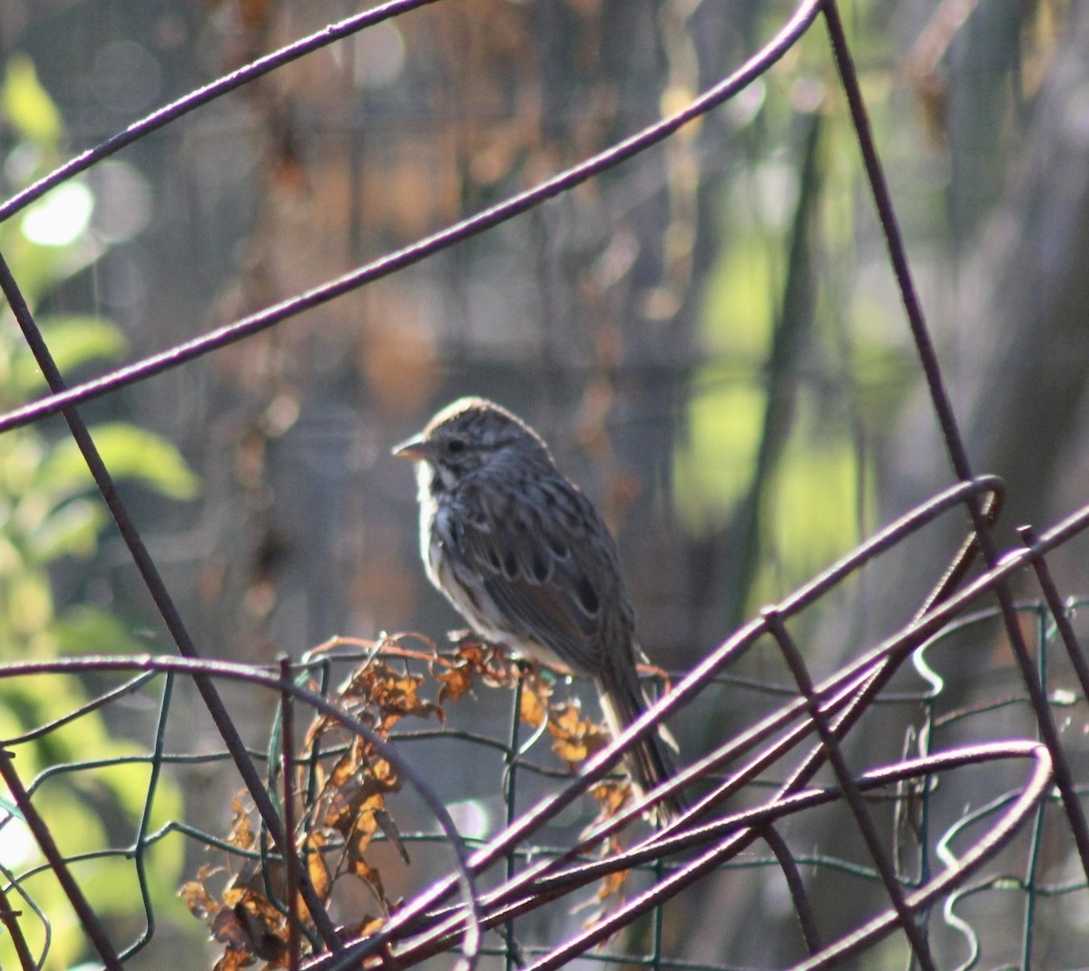 Song Sparrow - Adrien C