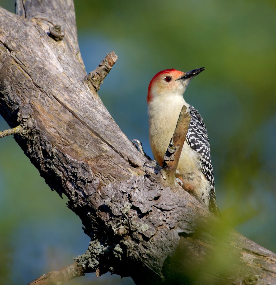 Red-bellied Woodpecker - Leon Meintjes