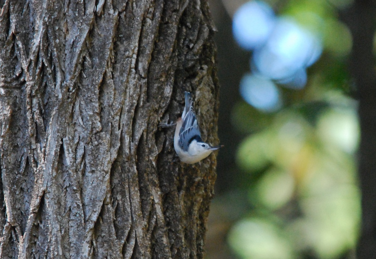White-breasted Nuthatch - ML492896171