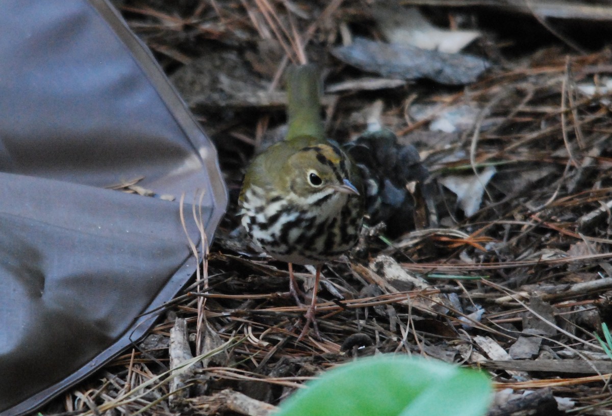 Ovenbird - ML492896271