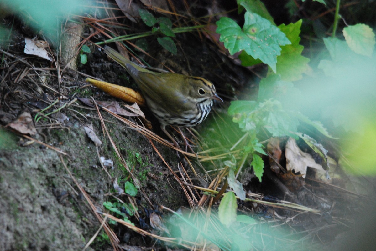 Ovenbird - ML492896281