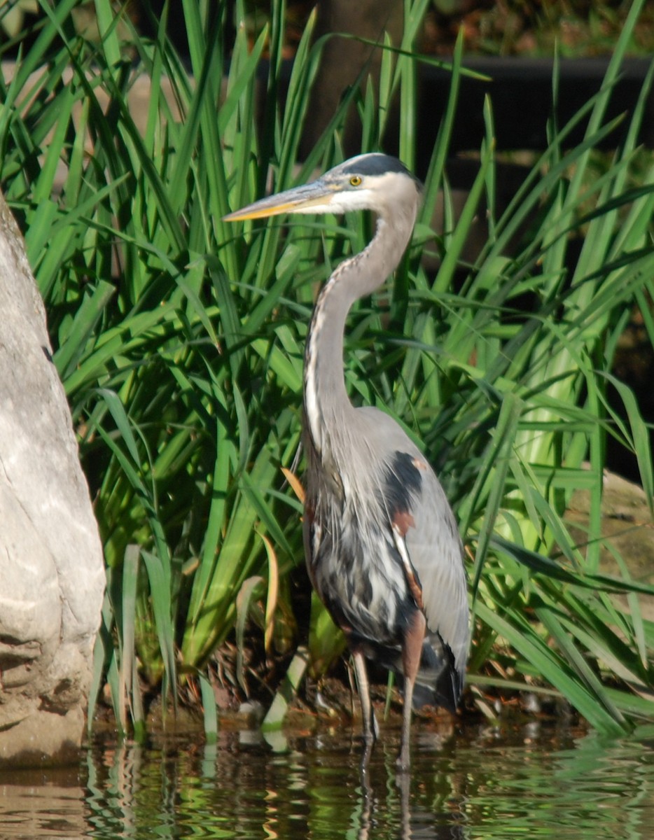 Great Blue Heron - ML492896441