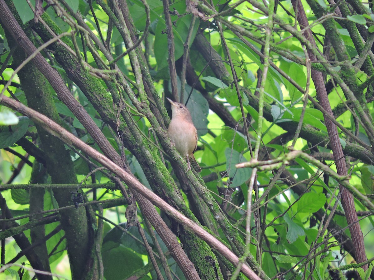 House Wren - Igor Lazo - CORBIDI/COAP/PAU