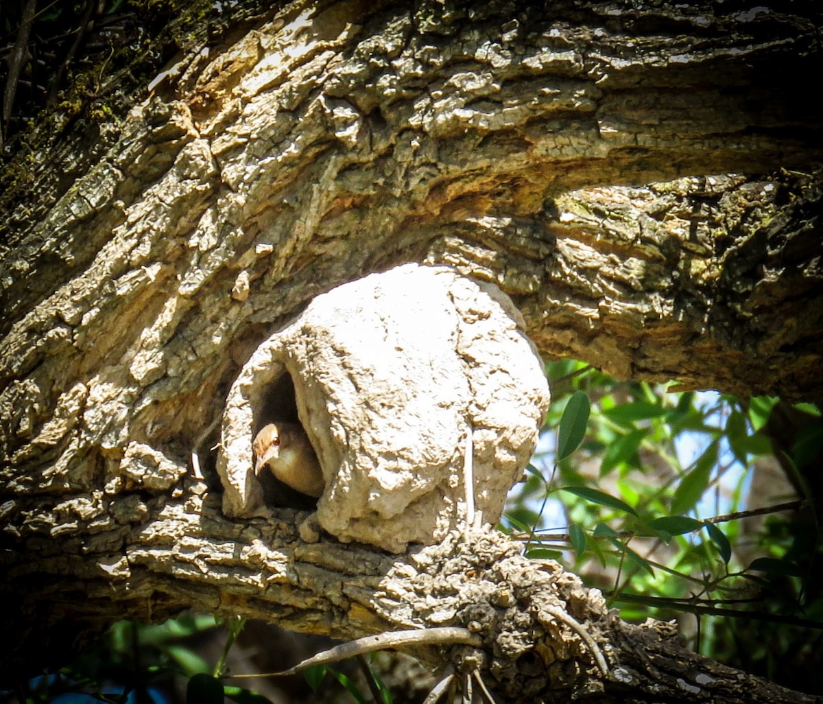 Rufous Hornero - ML492897201