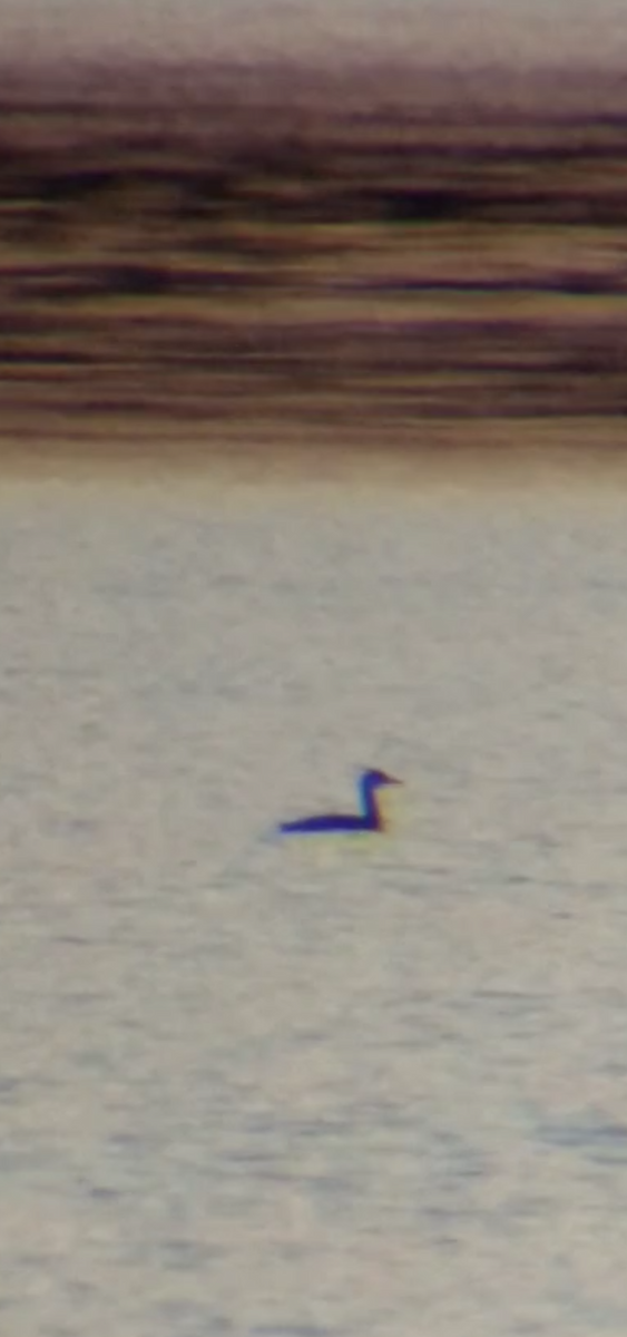 Red-necked Grebe - ML492898731