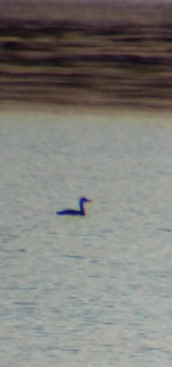 Red-necked Grebe - ML492898741