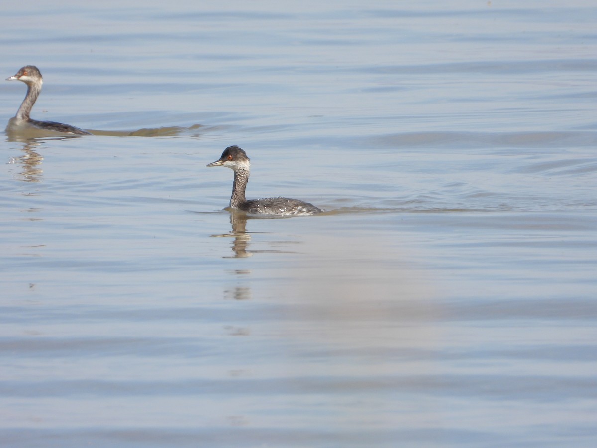 Халтар шунгуур - ML492899161