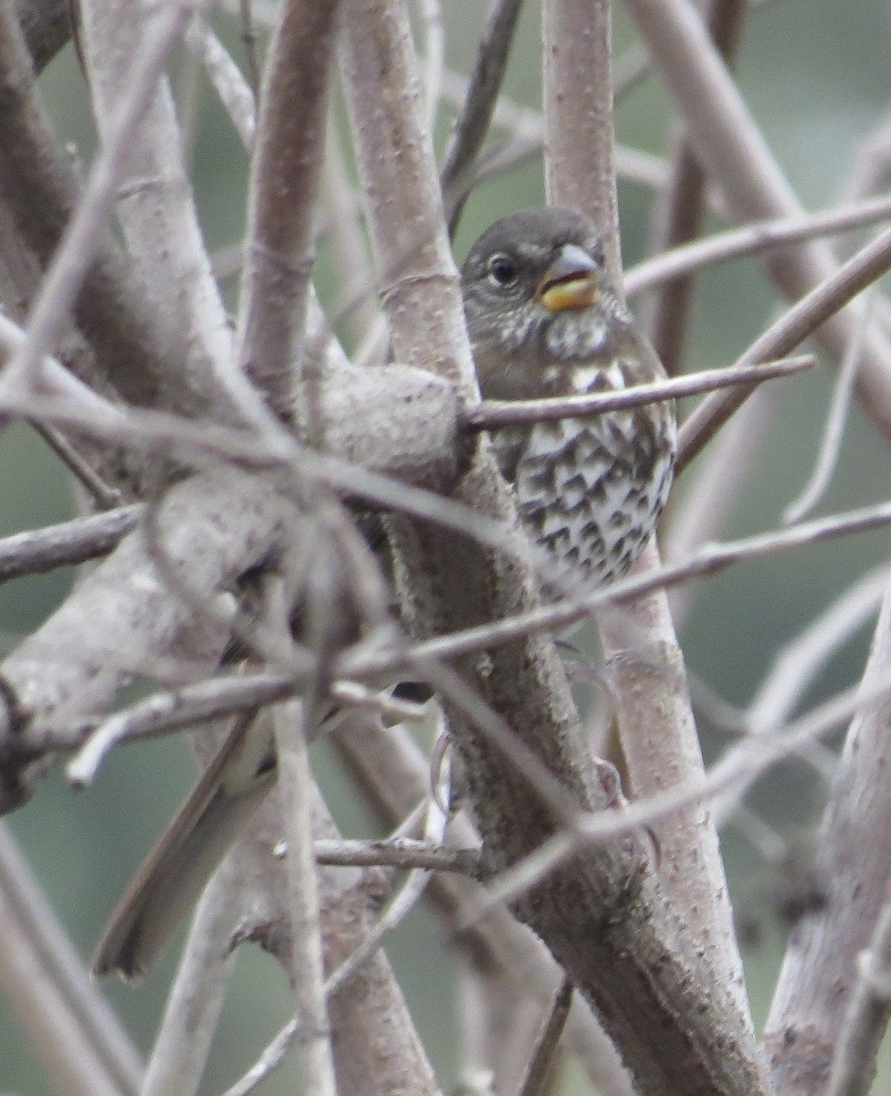 Fox Sparrow (Sooty) - ML492900281