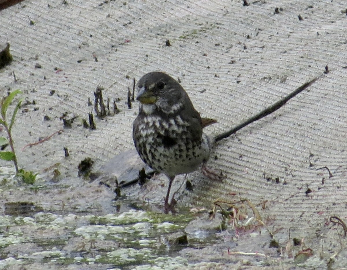 Fox Sparrow (Thick-billed) - ML492900461