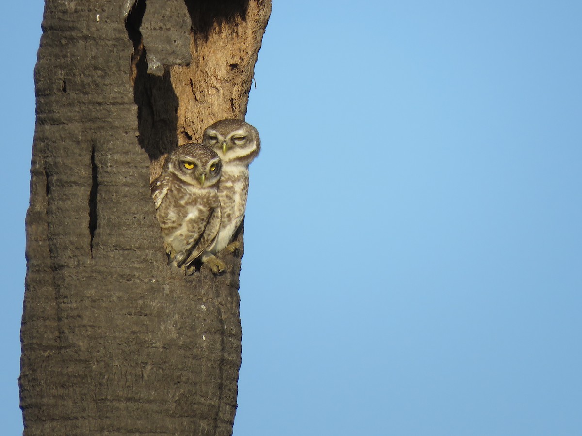 Spotted Owlet - ML49290051